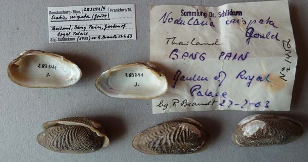 specimen