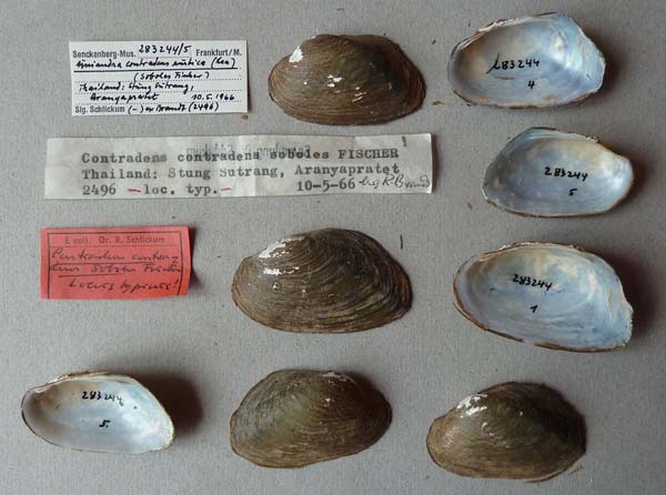 specimen