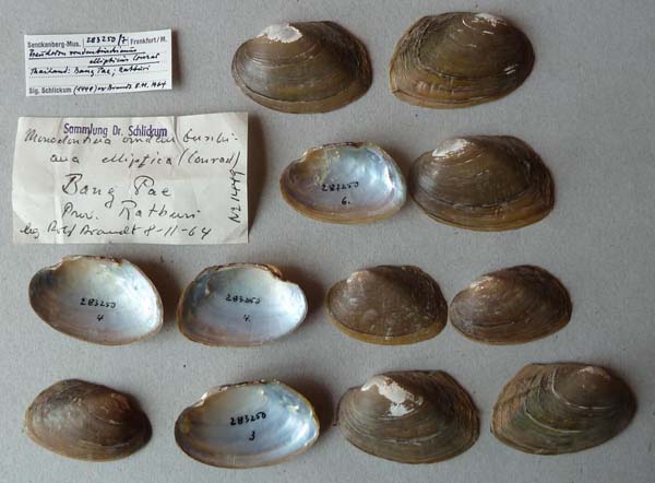 specimen