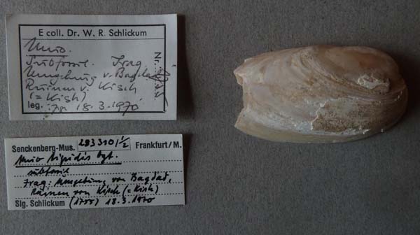 specimen