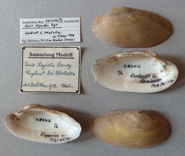 specimen