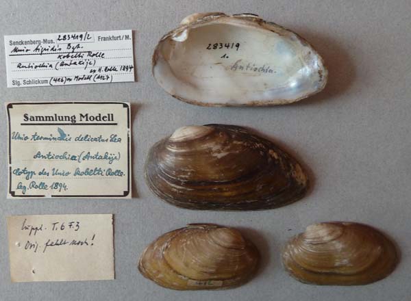 specimen