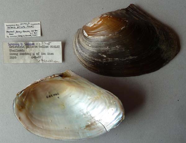 specimen