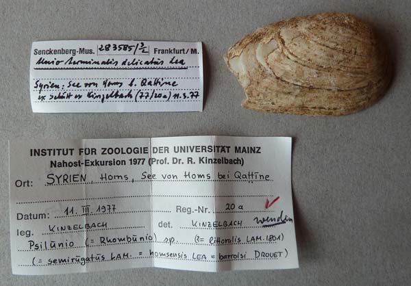 specimen