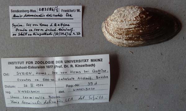 specimen