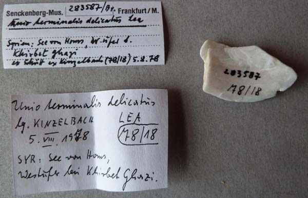specimen