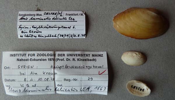 specimen
