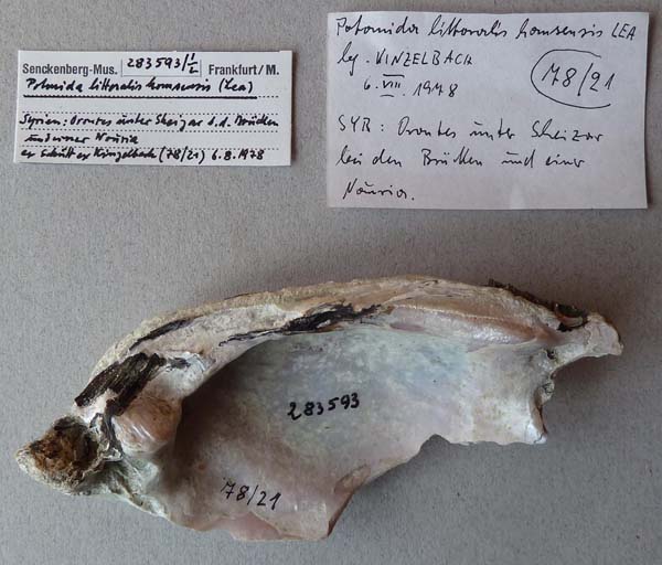 specimen