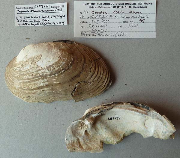 specimen