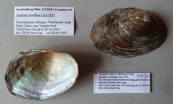 specimen