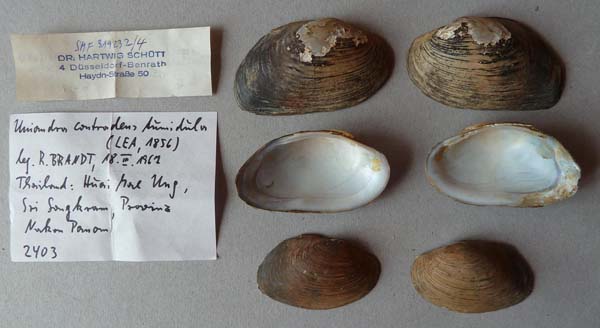 specimen