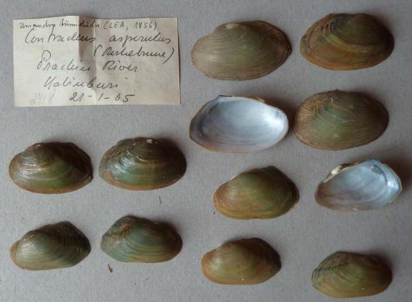 specimen