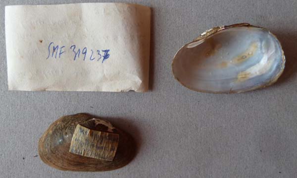 specimen