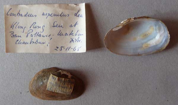 specimen