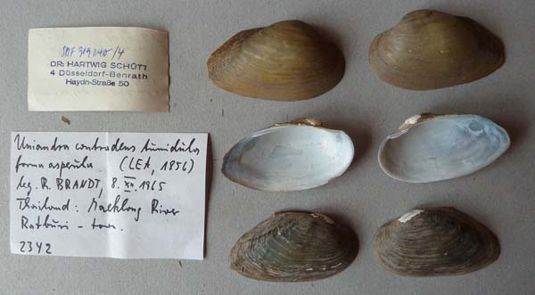 specimen