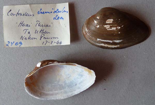 specimen