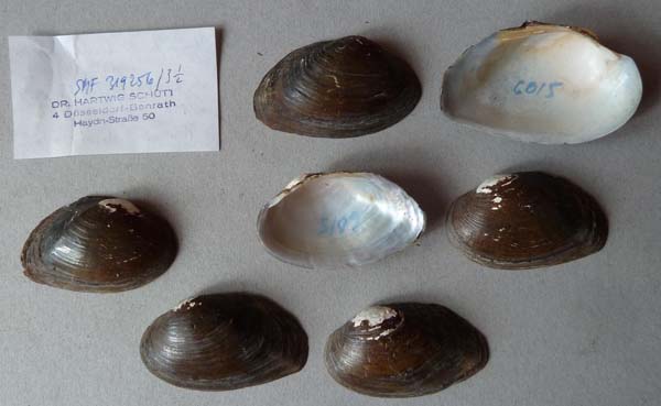 specimen