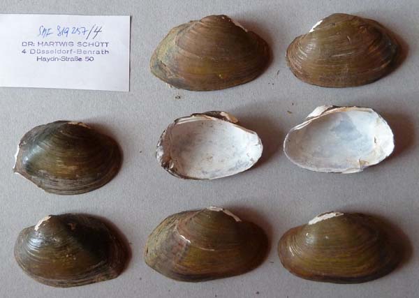 specimen