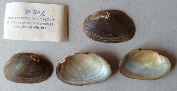 specimen