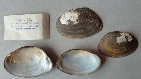 specimen
