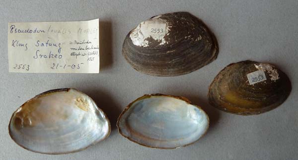 specimen