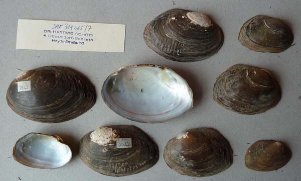specimen
