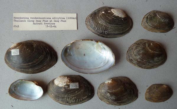 specimen