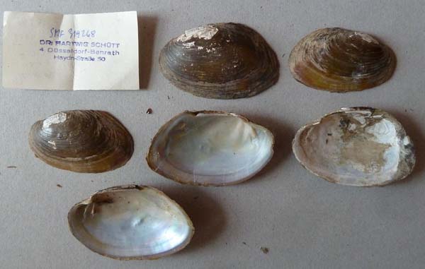 specimen