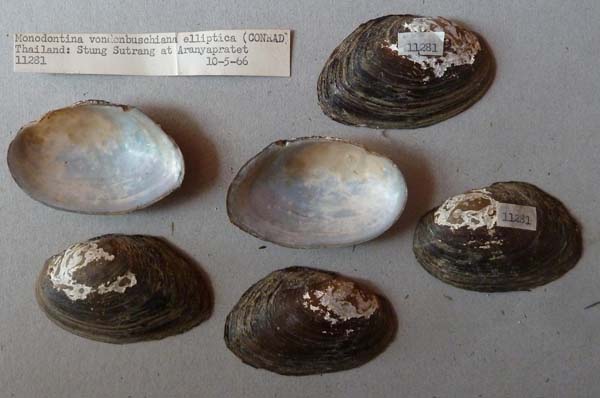 specimen