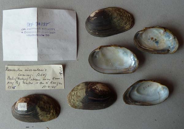 specimen