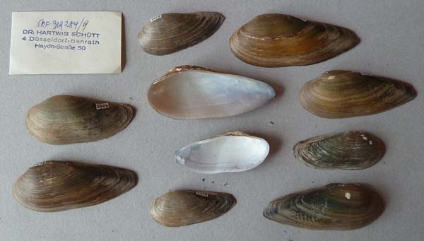 specimen