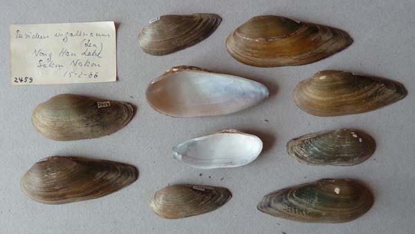 specimen