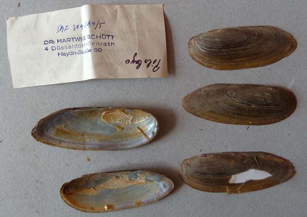specimen