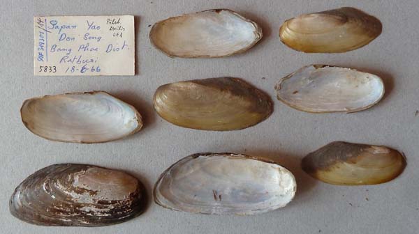 specimen