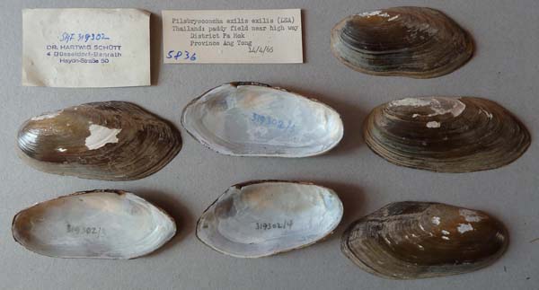 specimen