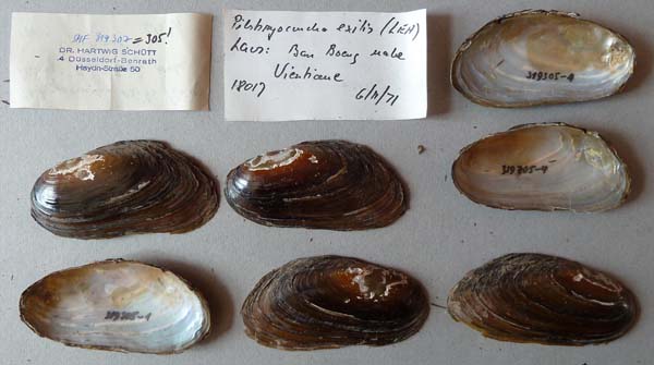 specimen