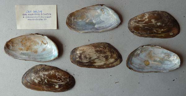 specimen