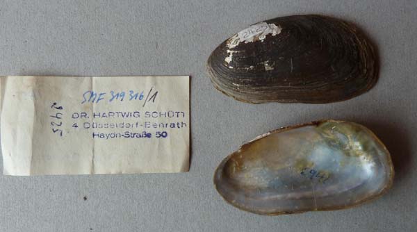 specimen