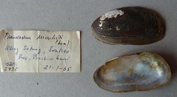 specimen
