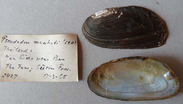 specimen