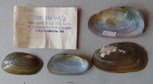specimen