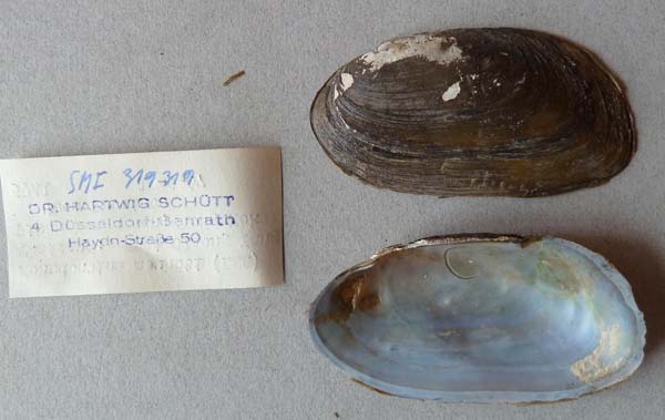 specimen