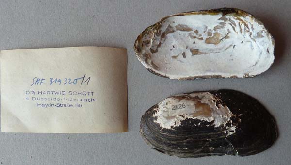 specimen