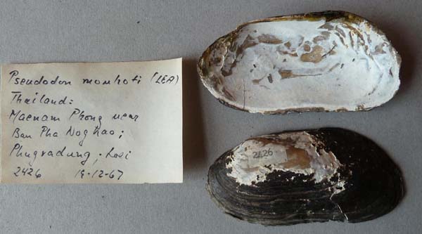 specimen