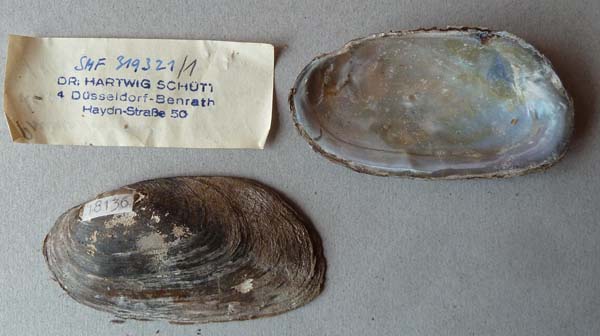 specimen