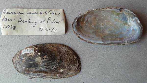 specimen