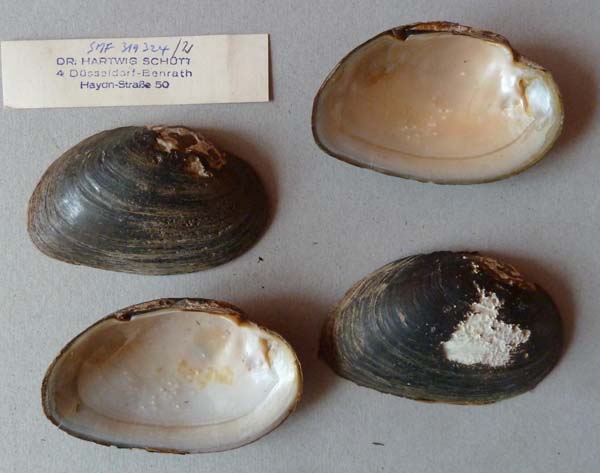 specimen