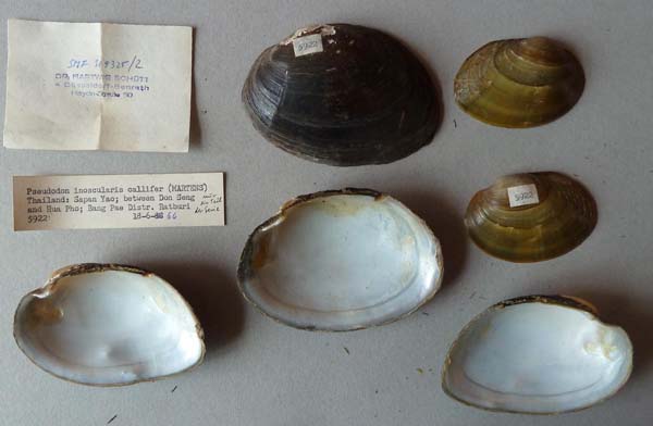 specimen