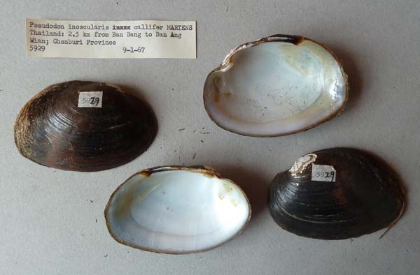 specimen