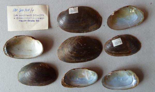 specimen